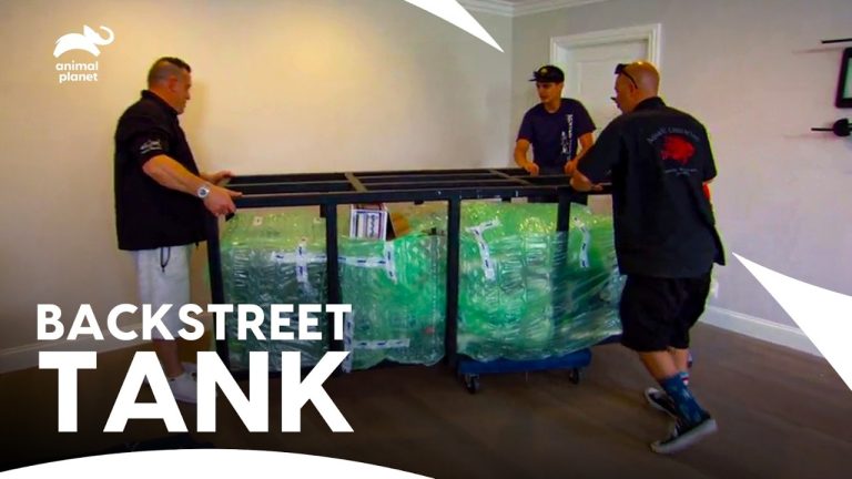 “Backstreet Boys” Nick Carter’s Custom Tank inspired by a Paddle Boat | Tanked S6 E4 |Animal Planet