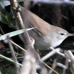 Cetti’s Warbler – 1 | Bird | Birdwatching | Wildlife | Jhajjar | Haryana
