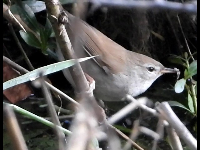 Cetti’s Warbler – 1 | Bird | Birdwatching | Wildlife | Jhajjar | Haryana
