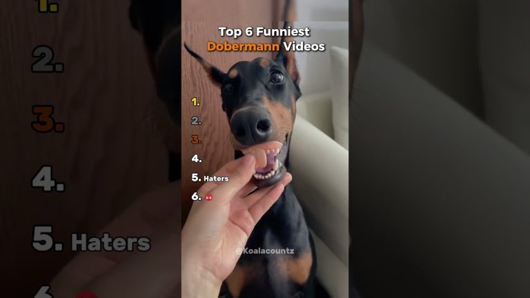 Funniest Doberman Videos Ranked🐕😂