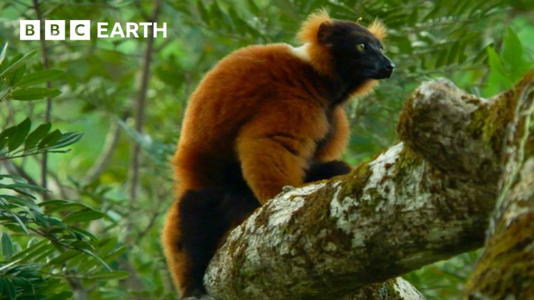 Lemur Defends Trees From Fruit Robbers | BBC Earth