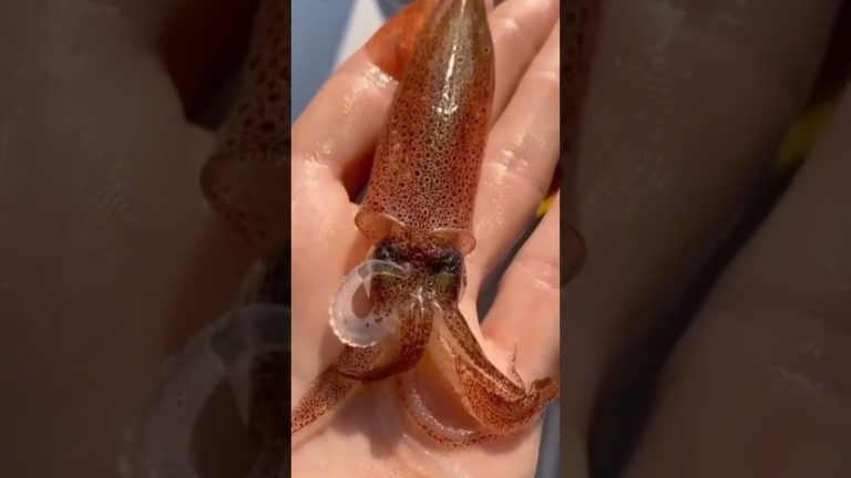 Nature’s Most Bizarre & Adorable Creatures All in One Video! 🐸🦑 Weird Wildlife That Shocks Everyone!