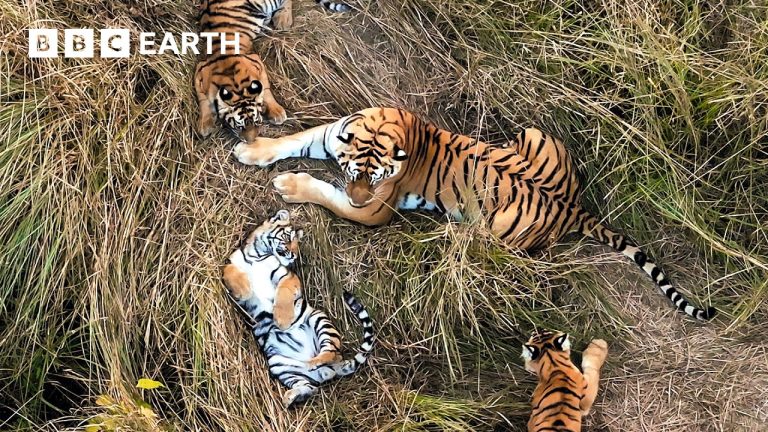 No One Has Ever Seen Tigers Do This Before | Tiger Island | BBC Earth