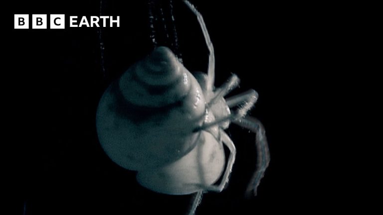 One Of The World’s Rarest Carnivores | Madagascar | BBC Earth