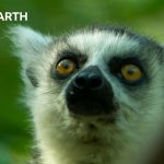 Ring-Tailed Lemurs Forage for Food | BBC Earth