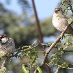Spanish Sparrows – M & F | Willow Sparrow | Bird | Birdwatching | Wildlife | Chandu | Haryana