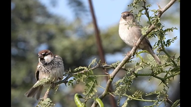 Spanish Sparrows – M & F | Willow Sparrow | Bird | Birdwatching | Wildlife | Chandu | Haryana