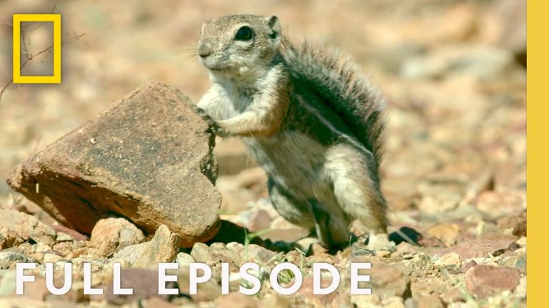 Surviving Earth’s Most Extreme Climates (Full Episode) | Hostile Planet: Compilation | Nat Geo