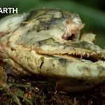 Uncovering How Nature Really Works | Compilation | BBC Earth