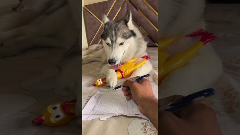 #viralvideo #husky #usashorts #usareels #usatoday #videoviral #usa