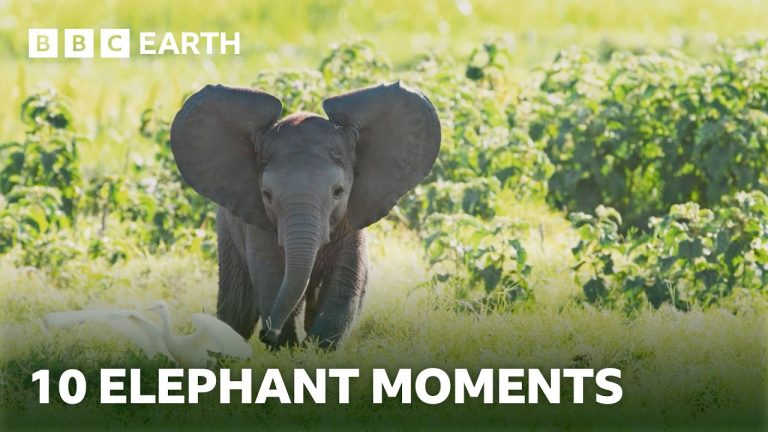 10 Extraordinary Elephant Moments | BBC Earth