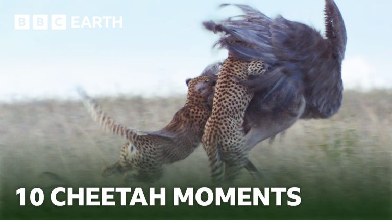 10 Incredible Cheetah Moments | BBC Earth