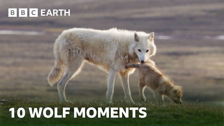 10 Incredible Wolf Moments | BBC Earth