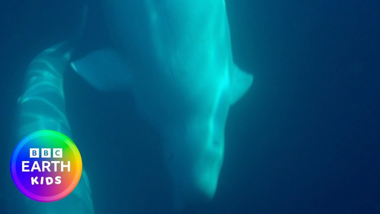 Beluga! | Learn With Steve Backshall | BBC Earth Kids