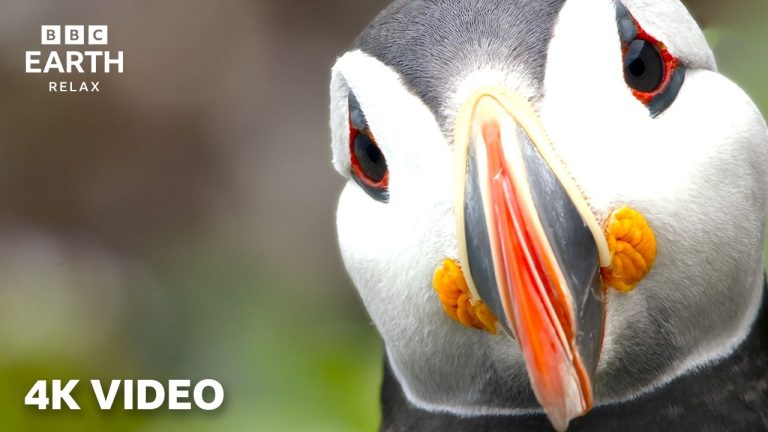 Birds In 4K | A Soothing Nature Experience With Sir David Attenborough | BBC Earth Relax