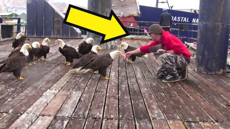 Man Fed A Hungry Eagle, But What The Birds Did Next Shocked Everyone