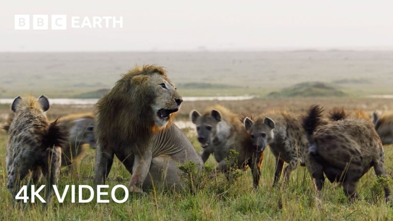 Nature’s Deadliest Duels | 4K UHD | BBC Earth