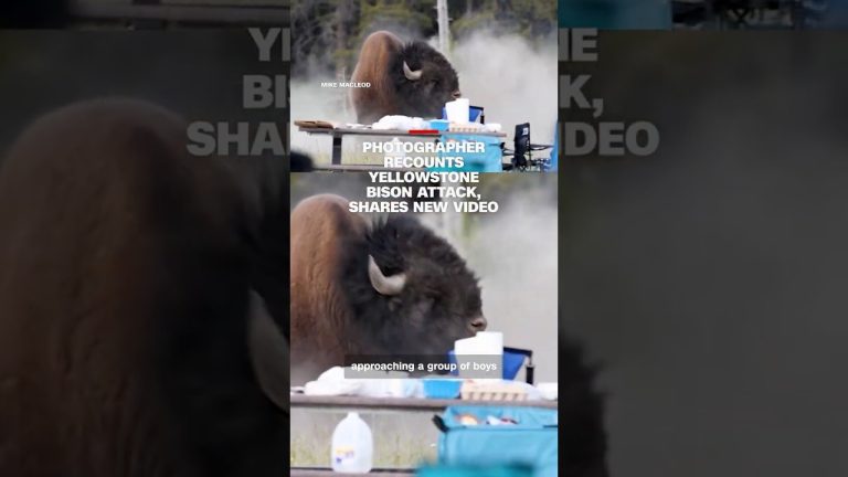 Photographer recounts Yellowstone bison attack, shares new video