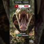Poisonous vs Venomous: The Difference That Could Save Your Life | Nature Documentary