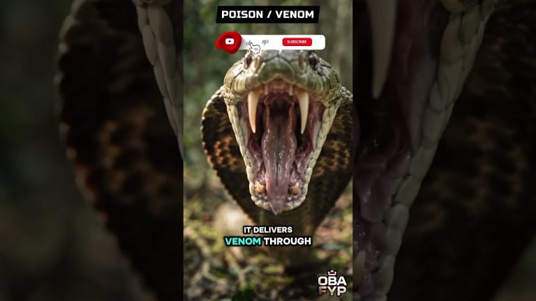 Poisonous vs Venomous: The Difference That Could Save Your Life | Nature Documentary