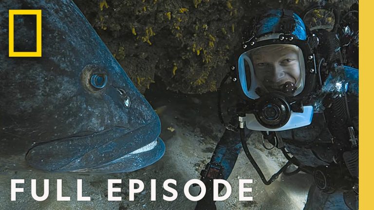 Sharks Up Close with Bertie Gregory (Full Episode) | SHARKFEST SPECIAL | National Geographic