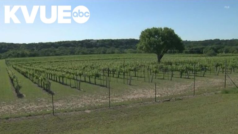 Texas Hill Country named to USA Today’s list of best wine regions