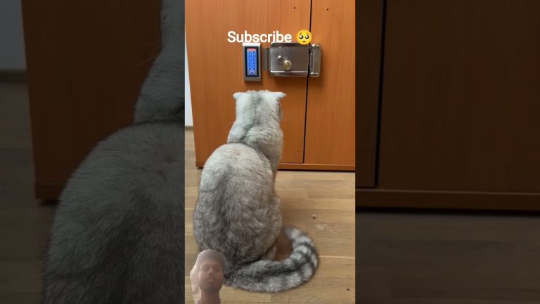 usa cat video #usa #new #viral #shorts #newvideo #usashorts #usatrending #trending #usatoday #useful