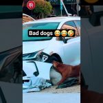 Bad dog 😂🤣#youtubeshorts #dog #funnyvideo #ytshorts #usa
