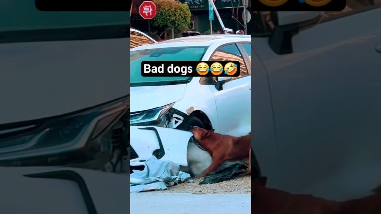 Bad dog 😂🤣#youtubeshorts #dog #funnyvideo #ytshorts #usa