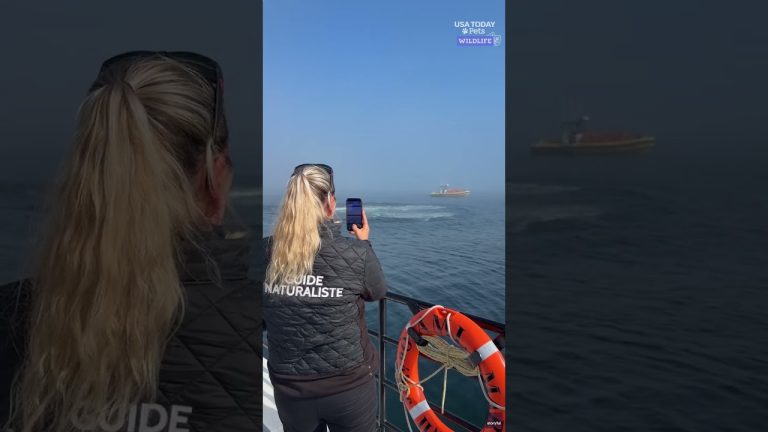 Dramatic breach leaves whale watchers in awe. See the video.