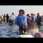 Fish Catching Videos – Live Now