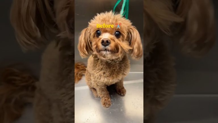 Kaia is ready! Our website is live now! BOOK YOUR APPOINTMENT AND GET A FREE BLUEBERRY FACIAL. #dog
