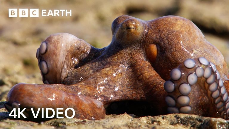 Nature’s Most Unique Hunters Narrated by Sir David Attenborough | 4K UHD | BBC Earth