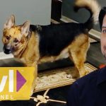 Pets vs Ghosts | Paranormal Caught on Camera | Travel Channel