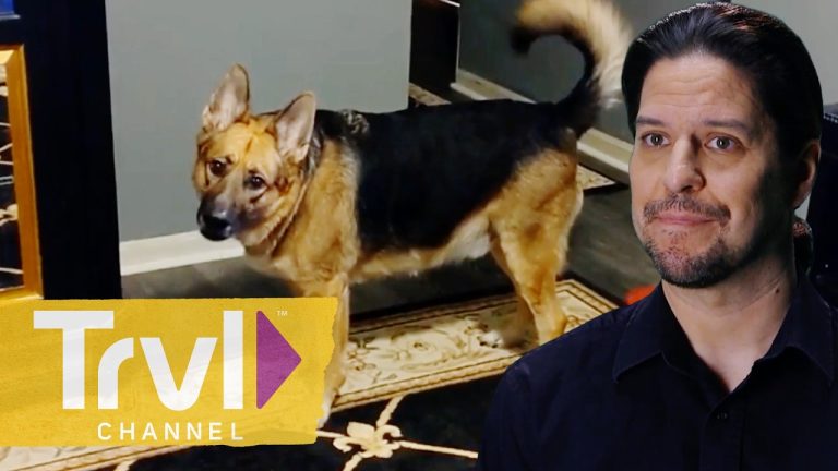 Pets vs Ghosts | Paranormal Caught on Camera | Travel Channel