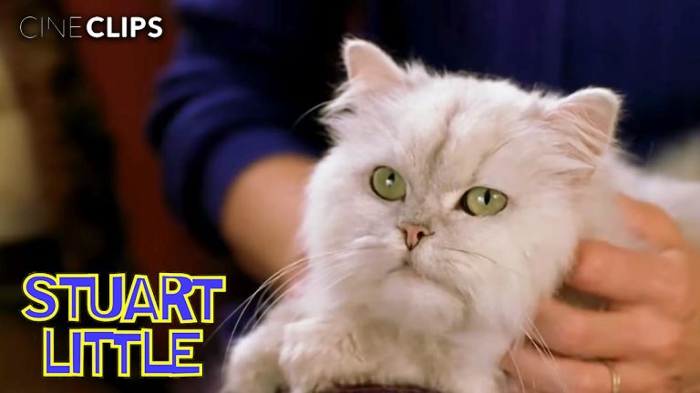 Snowbell and Smokey’s Plan To Get Rid Of Stuart | Stuart Little | CineClips