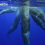 The Fascinating World Of Whales | BBC Earth