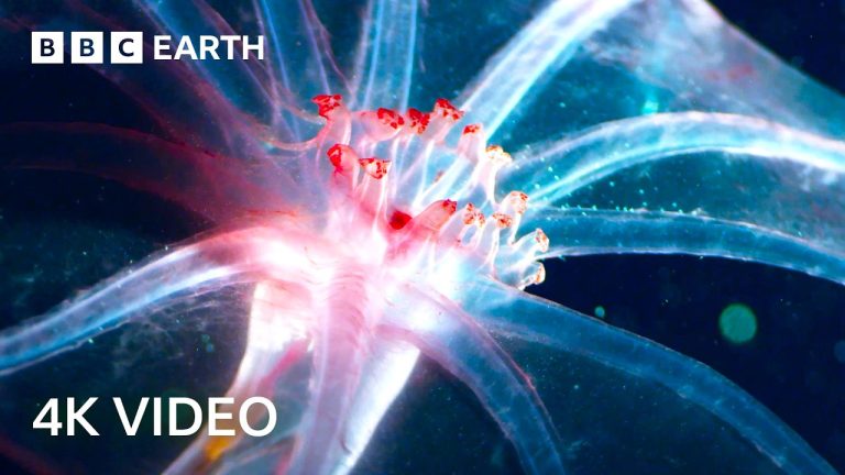 Blue Planet II in 4K Narrated By Sir David Attenborough | BBC Earth