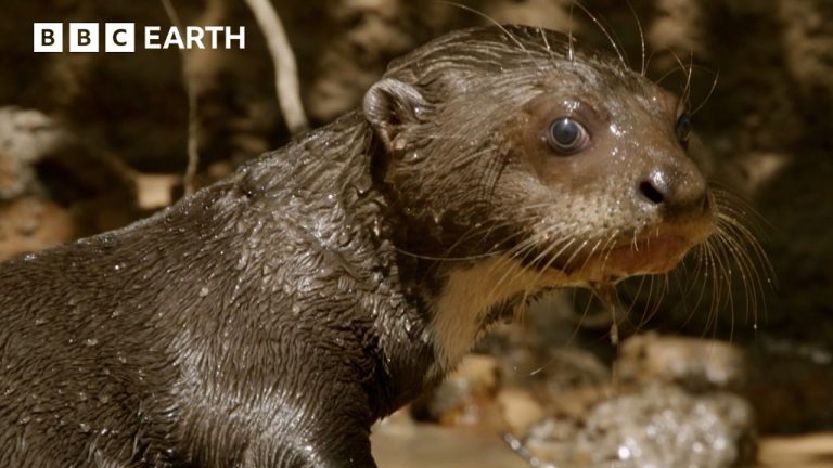 Into The Lives Of Otters | BBC Earth | BBC Studios