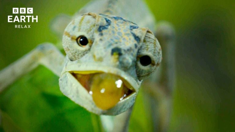 Madagascar’s Extraordinary Wildlife | A World Unlike Anywhere Else | BBC Earth Relax