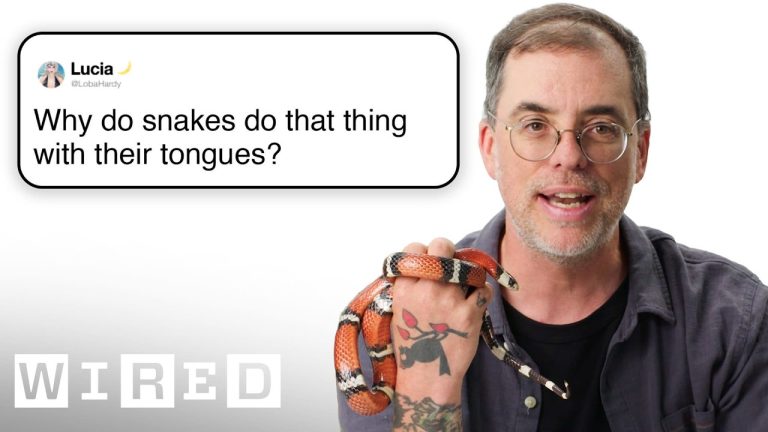 Snake Expert Answers Snake Questions