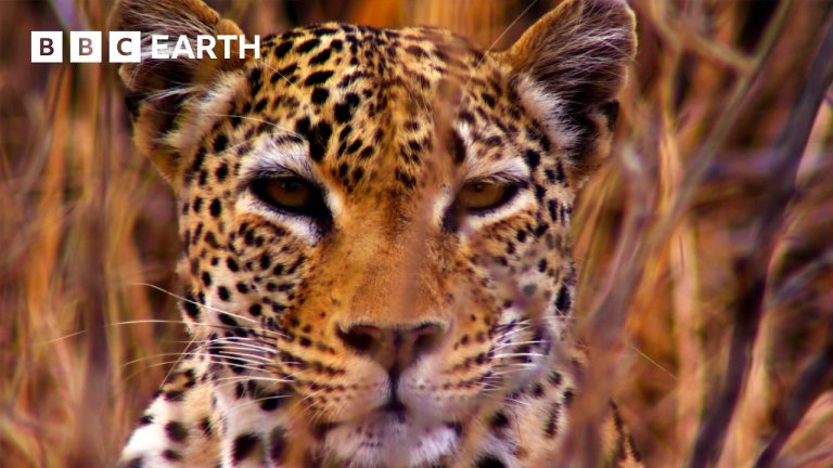Incredible Scenes of Wild Animals Battling to Survive | BBC Earth