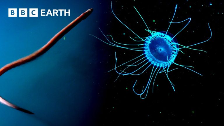Mysterious Underwater Creatures Of The Deep | BBC Earth